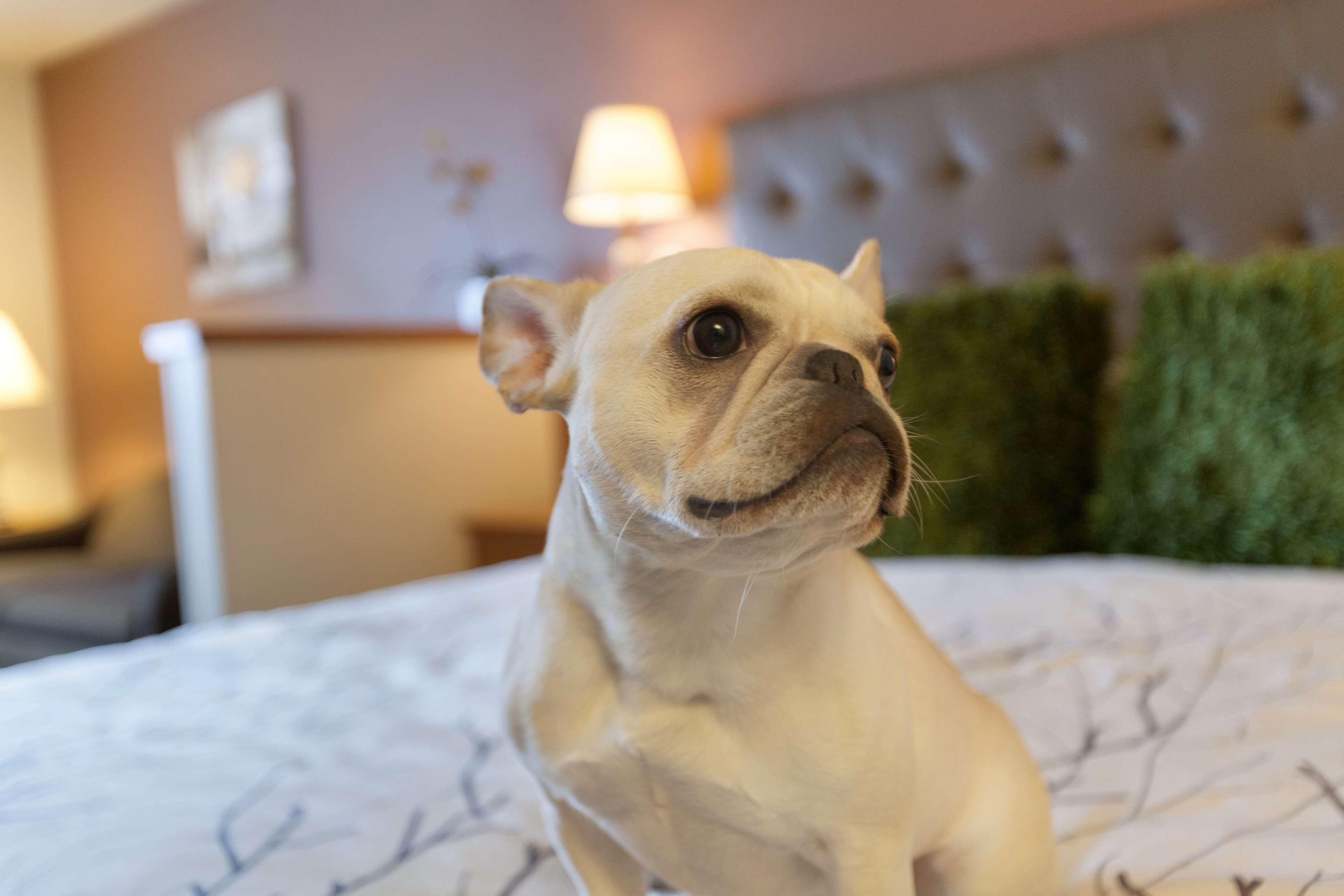 Best Western Plus Peppertree Airport Inn Airway Heights Esterno foto